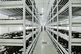 丹鳳 真抓實干壯大新產業 攻堅克難培育新動能