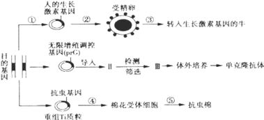 生物 現(xiàn)代生物科技專(zhuān)題人們應(yīng)用生物工程技術(shù)可以獲得所需要的生物新品種或新產(chǎn)品.請(qǐng)據(jù)圖回答下列問(wèn)題 1 獲得抗蟲(chóng)基因的常用方法是 .然后利用 進(jìn)行大量擴(kuò)增
