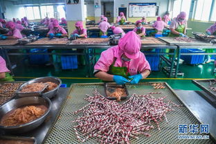 傳統(tǒng) 皮都 轉(zhuǎn)型升級(jí)時(shí)尚 寵物小鎮(zhèn)